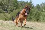 BERGER ALLEMAND 119